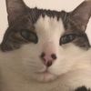 lilythecat137